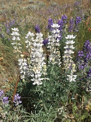 Lupinus leucophyllus