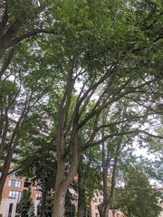 Ulmus americana