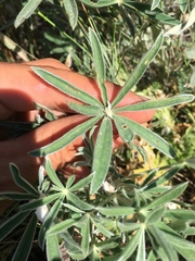 Lupinus leucophyllus