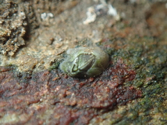 Austrominius modestus