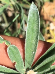 Lupinus leucophyllus