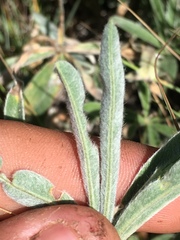 Lupinus leucophyllus