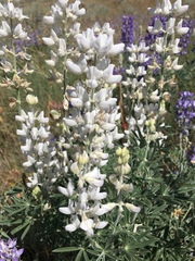 Lupinus leucophyllus