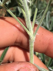Lupinus leucophyllus