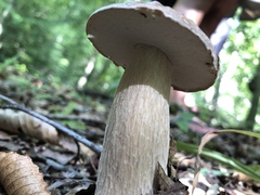 Boletus nobilissimus
