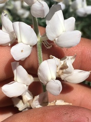 Lupinus leucophyllus