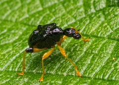 Phymatapoderus flavimanus