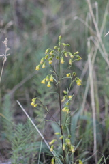 Senecio pudicus
