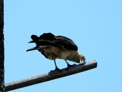 Daptrius chimachima