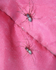 Megalepthyphantes nebulosus