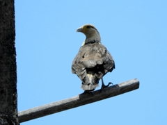 Daptrius chimachima