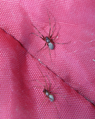 Megalepthyphantes nebulosus