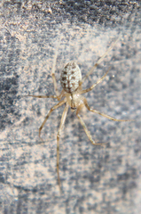 Megalepthyphantes nebulosus