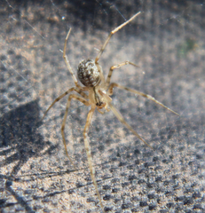 Megalepthyphantes nebulosus