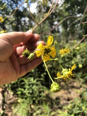Silphium compositum
