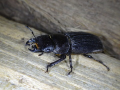 Dorcus parallelus