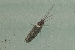 Annulipalpia
