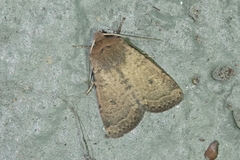 Homorthodes communis