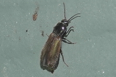 Hemicrepidius pallidipennis