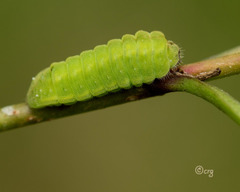Celastrina neglecta