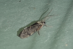 Annulipalpia