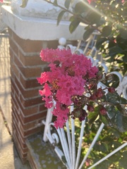 Lagerstroemia