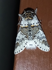 Furcula scolopendrina