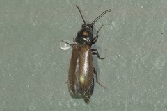 Hemicrepidius pallidipennis