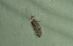 Annulipalpia