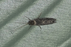 Annulipalpia