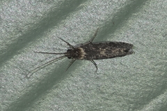 Annulipalpia