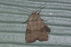 Homorthodes communis