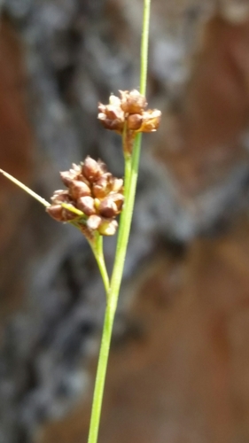Image of Rhynchospora globularis by (c) Jay Horn, some rights reserved (CC BY)