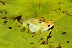 Hyperolius pusillus
