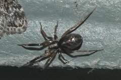 Phrurolithidae