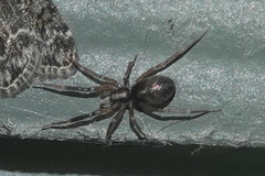 Phrurolithidae