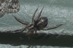Phrurolithidae