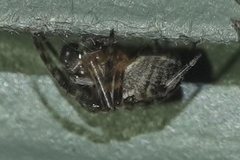 Phrurolithidae