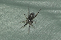 Phrurolithidae