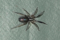 Phrurolithidae