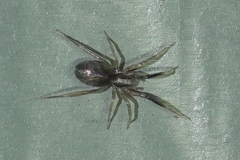 Phrurolithidae