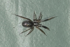 Phrurolithidae