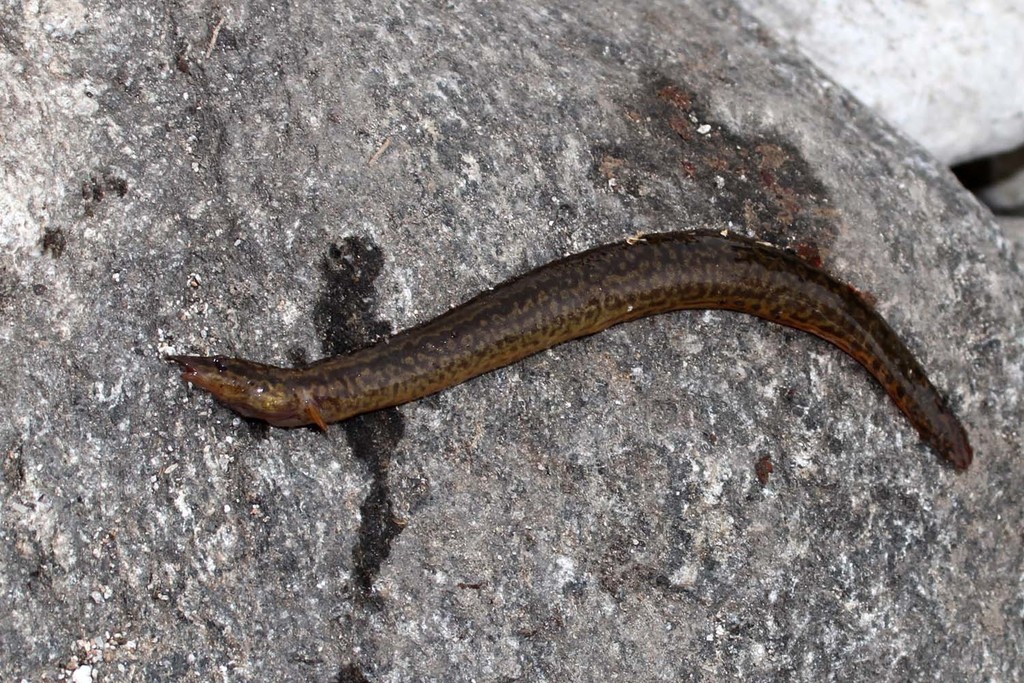 Malawi spinyeel (Mastacembelus shiranus) — Mastacembelidae