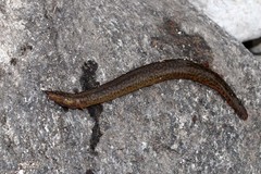 Mastacembelus shiranus