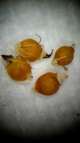Image of Rhynchospora globularis by (c) Jay Horn, some rights reserved (CC BY)