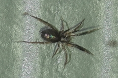 Phrurolithidae