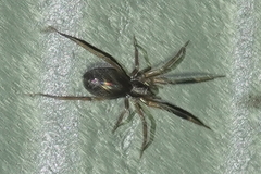 Phrurolithidae