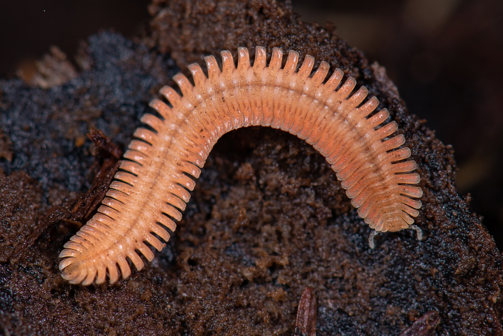 Brachycybe nodulosa