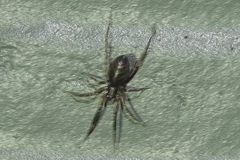 Phrurolithidae