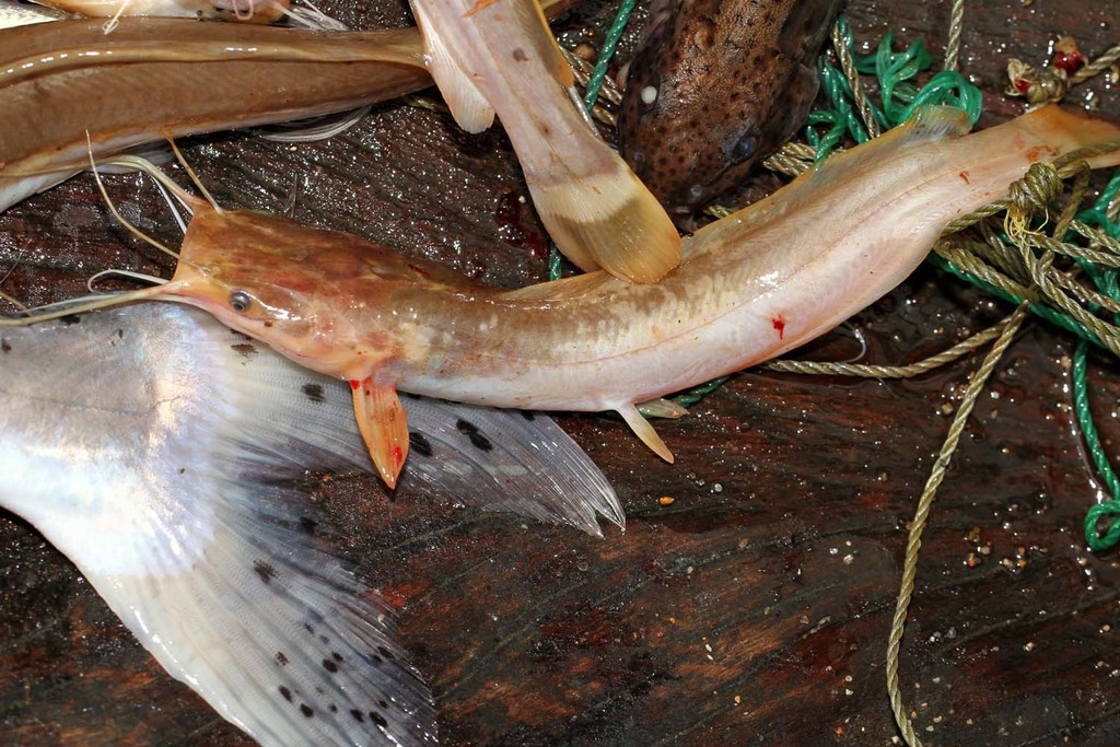 Longbarbel airbreathing catfish (Bathyclarias longibarbis) — Clariidae